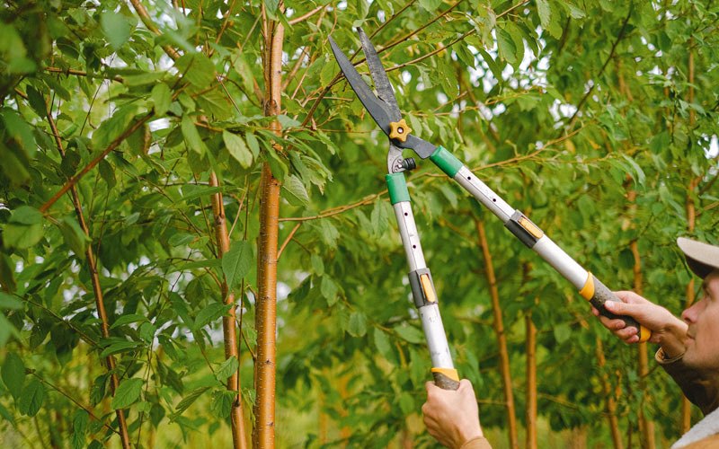 Tree trimming in Naytahwaush, MN